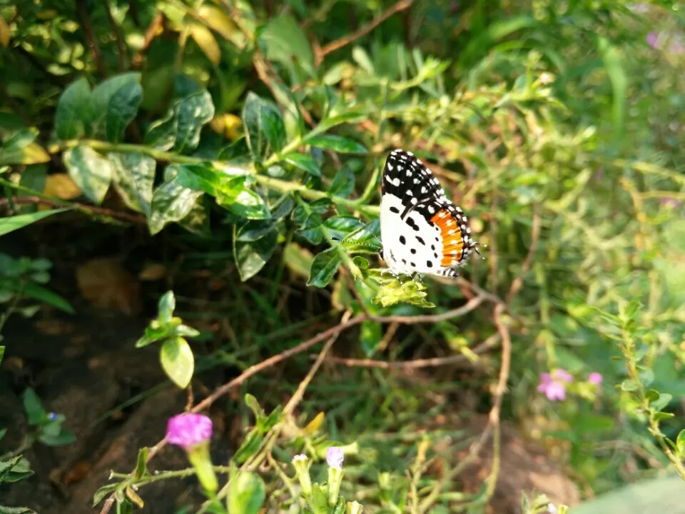 Photo of Ovale Village by Harshal Bhagwat