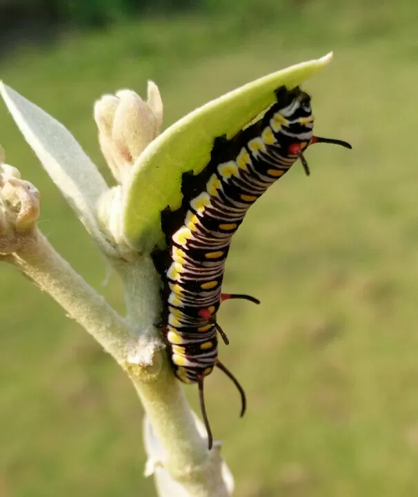 Photo of Ovale Village by Harshal Bhagwat