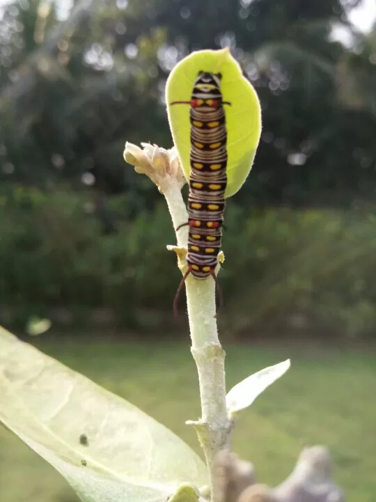 Photo of Ovale Village by Harshal Bhagwat