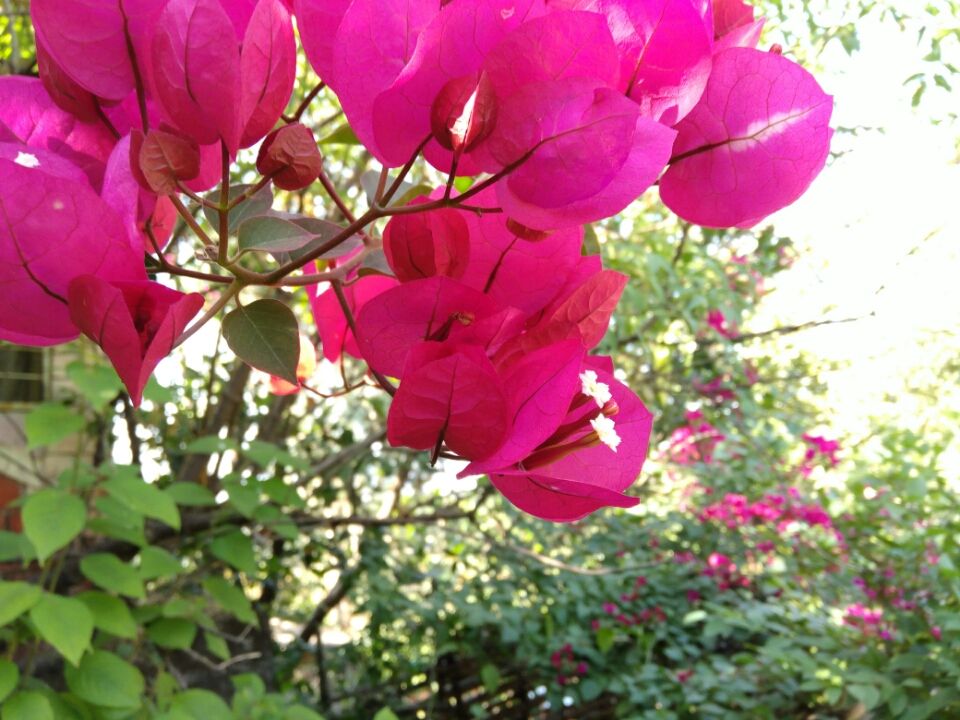 Photo of In the Lap of nature - Maval Srishti, Pune by Harshal Bhagwat