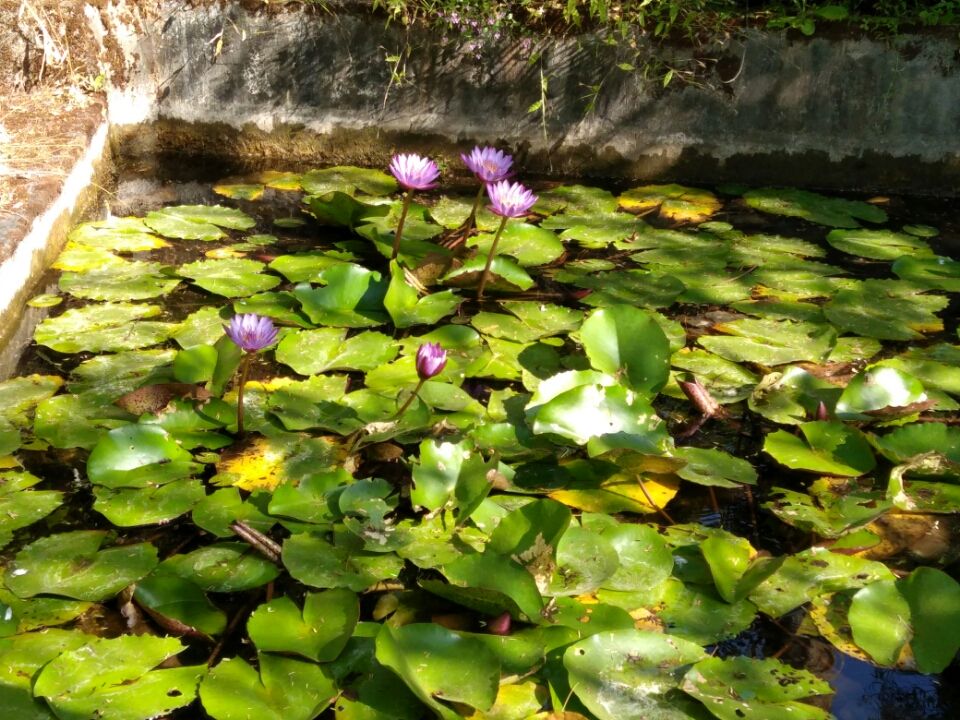 Photo of In the Lap of nature - Maval Srishti, Pune by Harshal Bhagwat