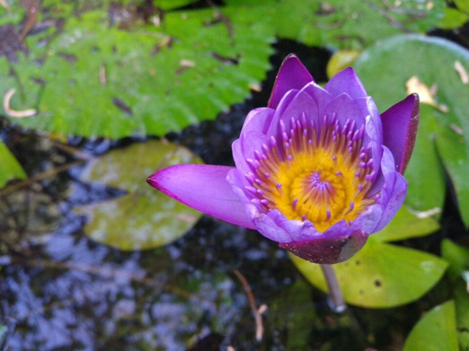 Photo of In the Lap of nature - Maval Srishti, Pune by Harshal Bhagwat