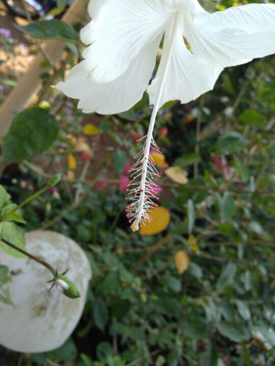 Photo of In the Lap of nature - Maval Srishti, Pune by Harshal Bhagwat