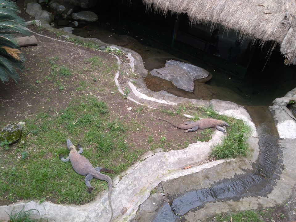 Photo of Bali Safari & Marine Park, Serongga, Gianyar, Bali, Indonesia by Akash Jain