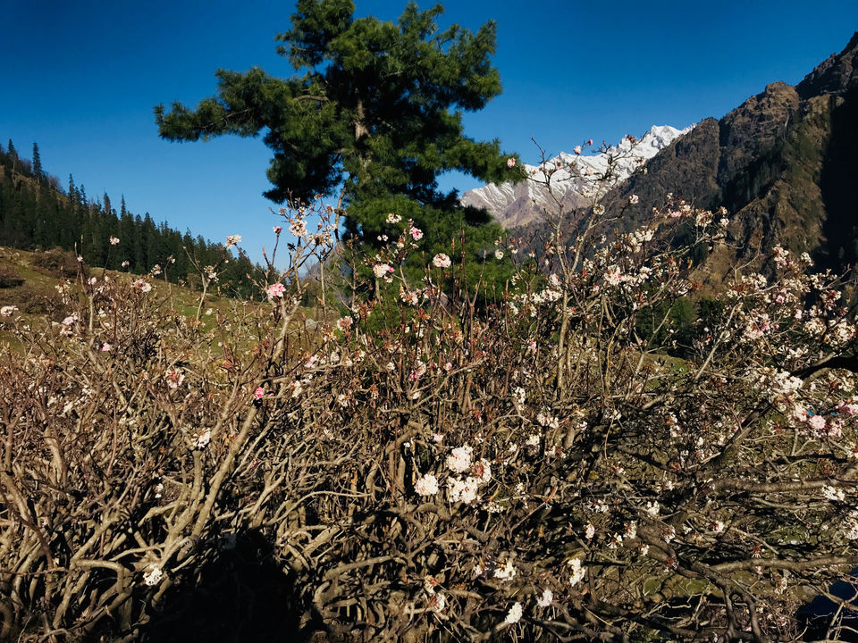 Photo of Set Yourself Free Amidst The Parvati Valley. by Prangan Lahkar