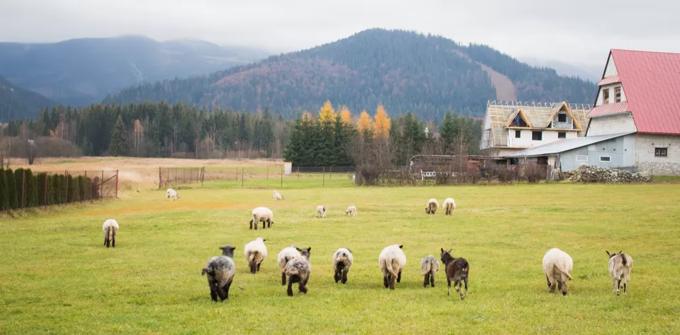 Photo of Zakopane, Zakopane, Poland by Vamshi Muga