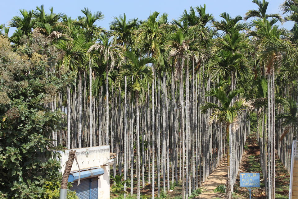 Photo of 7 Days Road Trip to South India from Pune 2/4 by paik manoj