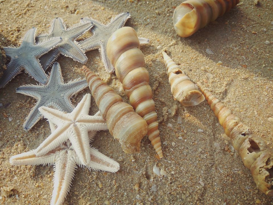 Photo of Goa-Treat to Soul.. 2/12 by Ankita Srivastava
