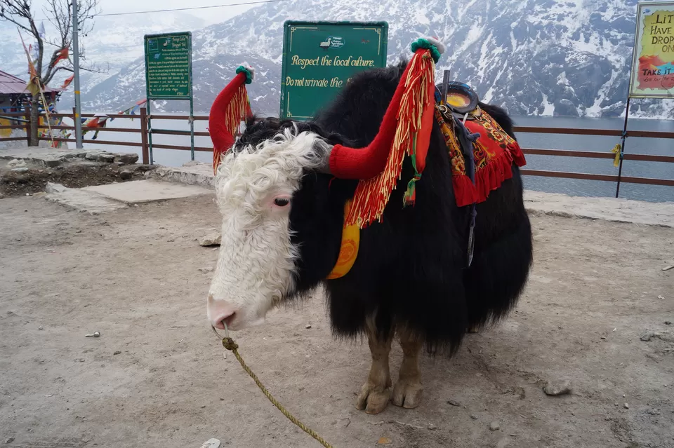 Photo of Tsongmo Lake, East Sikkim, Sikkim, India by Shilpa Seshadri