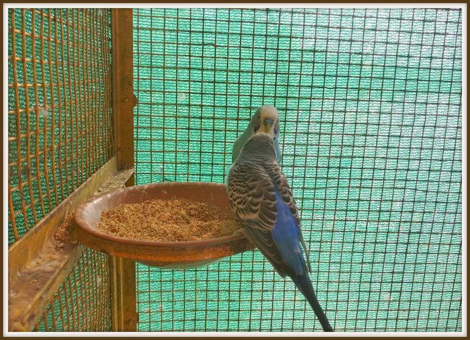 Photo of Serene Waters Hotel, Ribandar, Goa, India by Shilpi Sneha