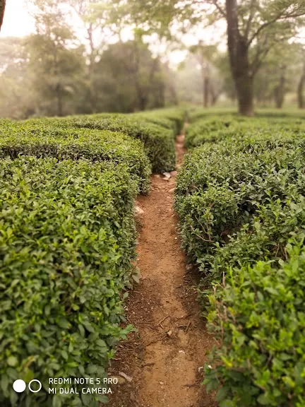 Photo of Tea Garden, Dharamshala, Himachal Pradesh, India by Shilpi Sneha