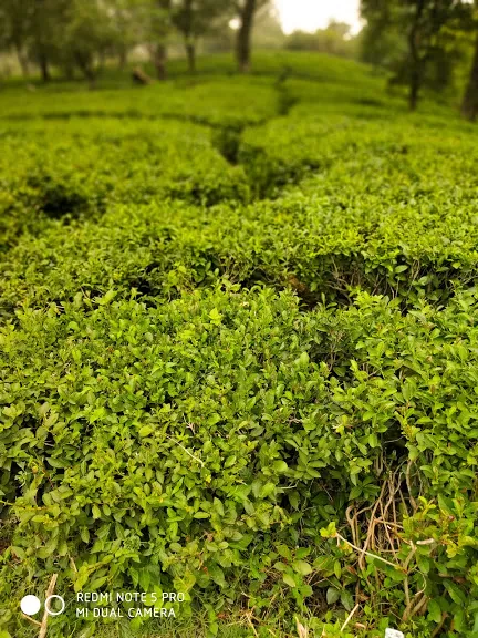 Photo of Tea Garden, Dharamshala, Himachal Pradesh, India by Shilpi Sneha