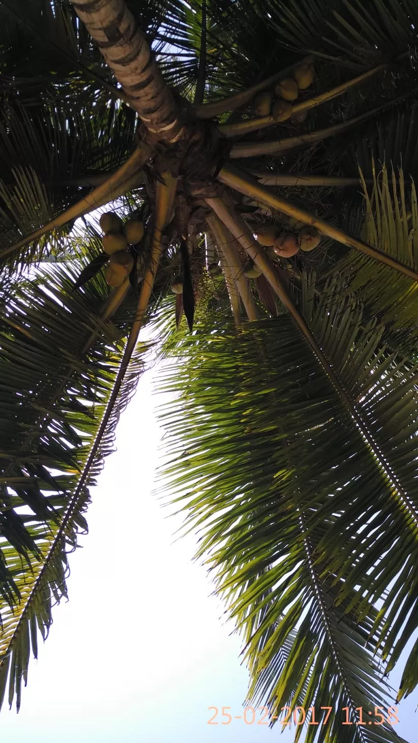 Photo of Palolem Beach, Canacona, Goa, India by Soma Majumdar