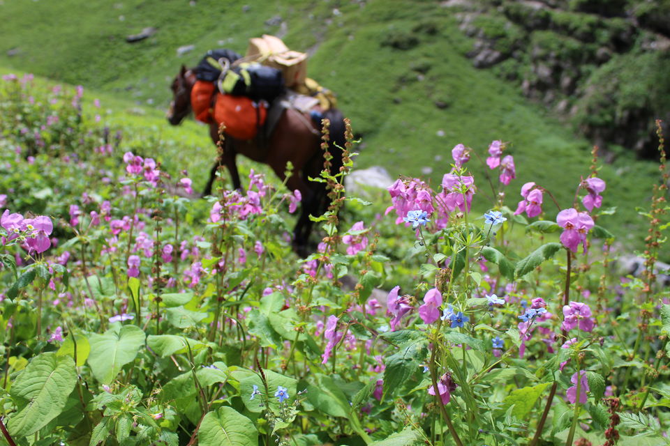 Photo of Hampta pass – Traversing two unique Himalayan valleys 1/9 by Neelam Khanduri