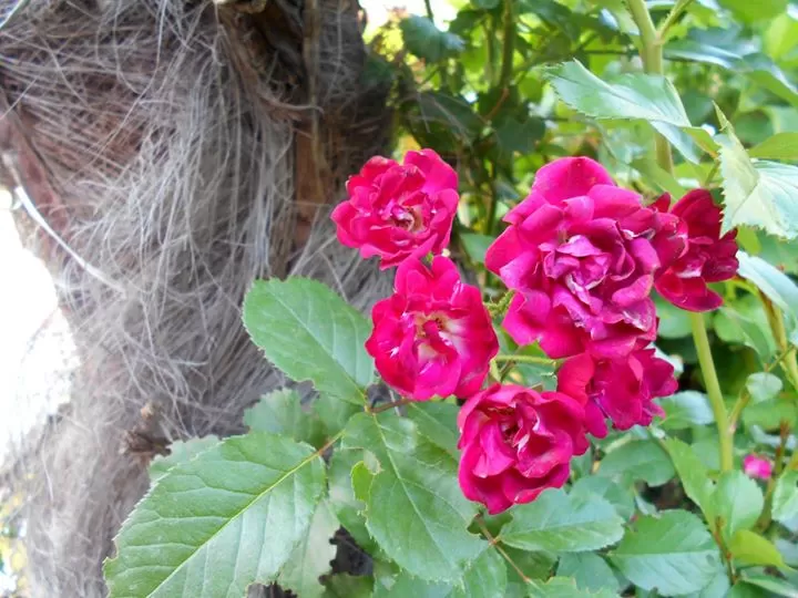 Photo of Kasauli, Himachal Pradesh, India by Amasikha Dey