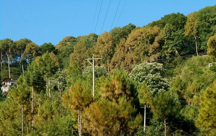 Photo of Kasauli, Himachal Pradesh, India by Amasikha Dey