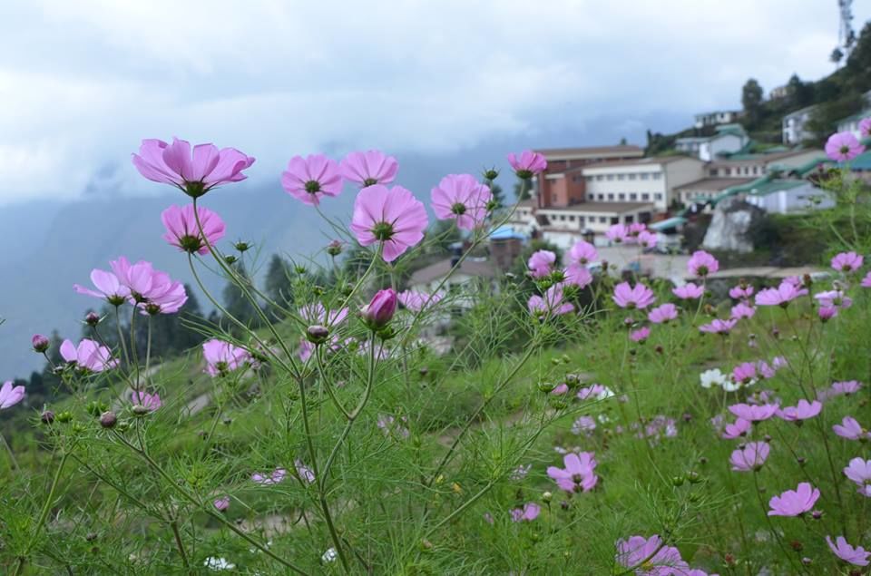 Photo of Auli Laga Joshimath, Uttarakhand, India by Naren Lamba