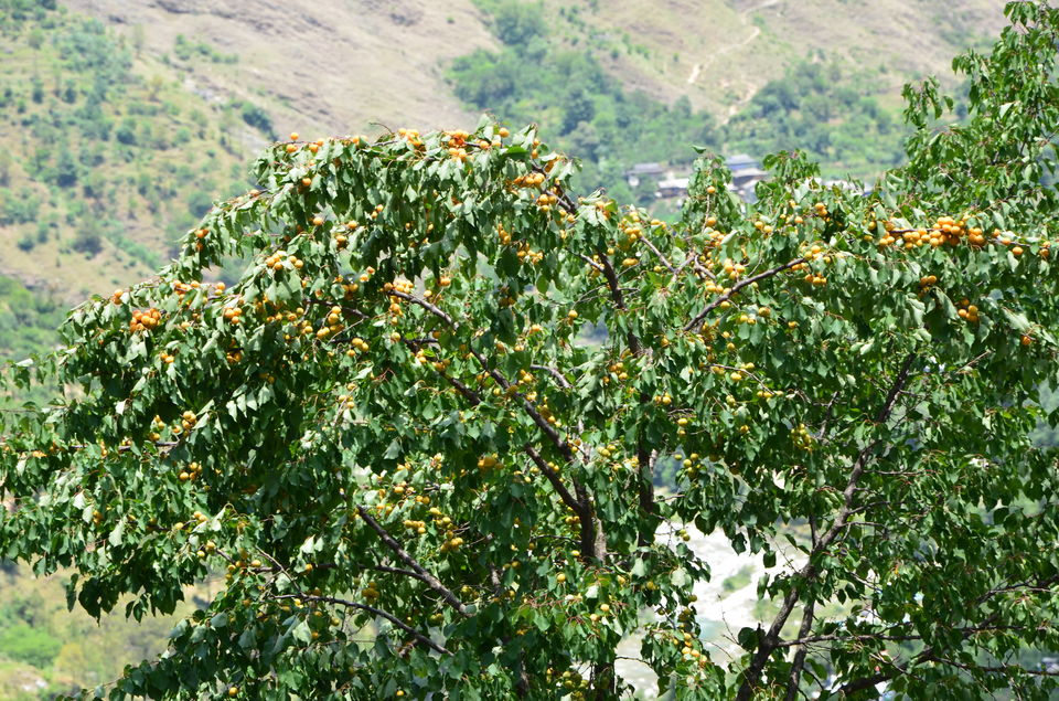 Photo of Gushaini, Himachal Pradesh, India by Naren Lamba