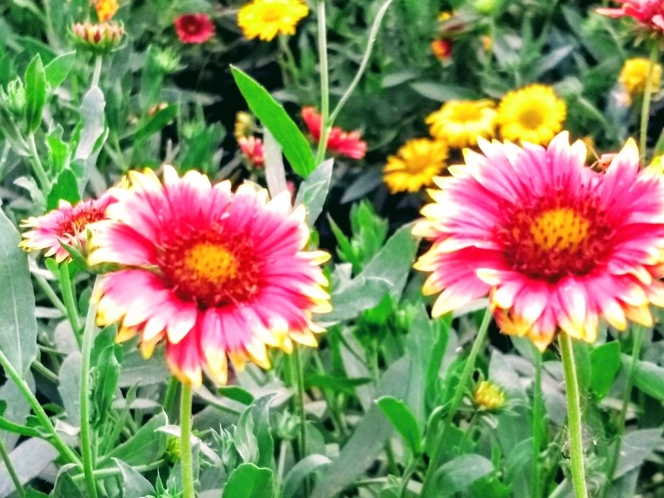 Photo of A Beautiful Sun-Parched Summer of Jabalpur by Saheli Bera