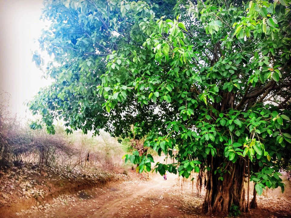 Photo of A Beautiful Sun-Parched Summer of Jabalpur by Saheli Bera
