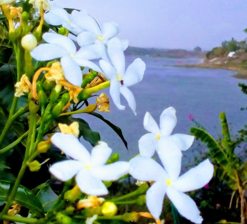 Photo of A Beautiful Sun-Parched Summer of Jabalpur by Saheli Bera