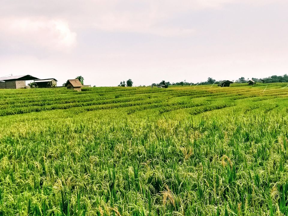 Photo of Ubud, Gianyar, Bali, Indonesia by Saheli Bera