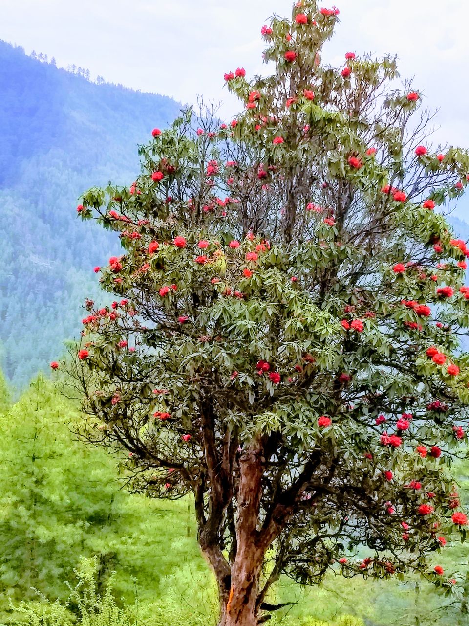 Photo of Bhutan: Let's Swipe a Smile Clean off Carbon 10/11 by Saheli Bera