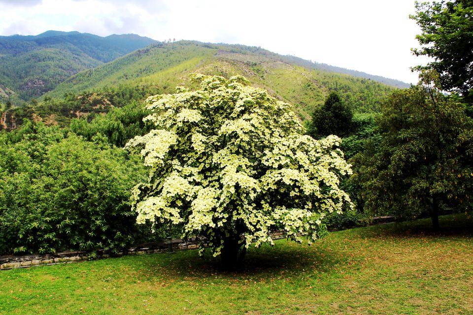 Photo of Know Everything before Planning a Trip to Bhutan by Saheli Bera