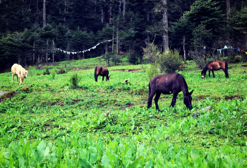 Photo of Know Everything before Planning a Trip to Bhutan by Saheli Bera