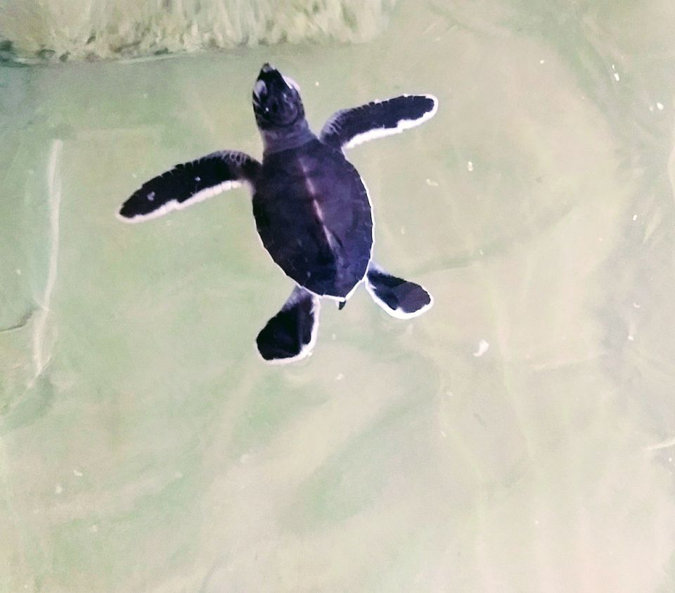Photo of Kosgoda Turtle Hatchery, A2, Kosgoda, Sri Lanka by Saheli Bera