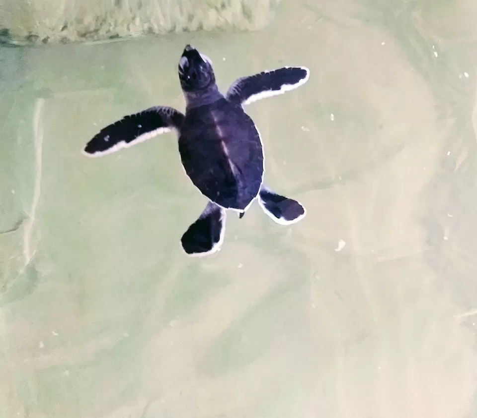 Photo of Kosgoda Turtle Hatchery, A2, Kosgoda, Sri Lanka by Saheli Bera