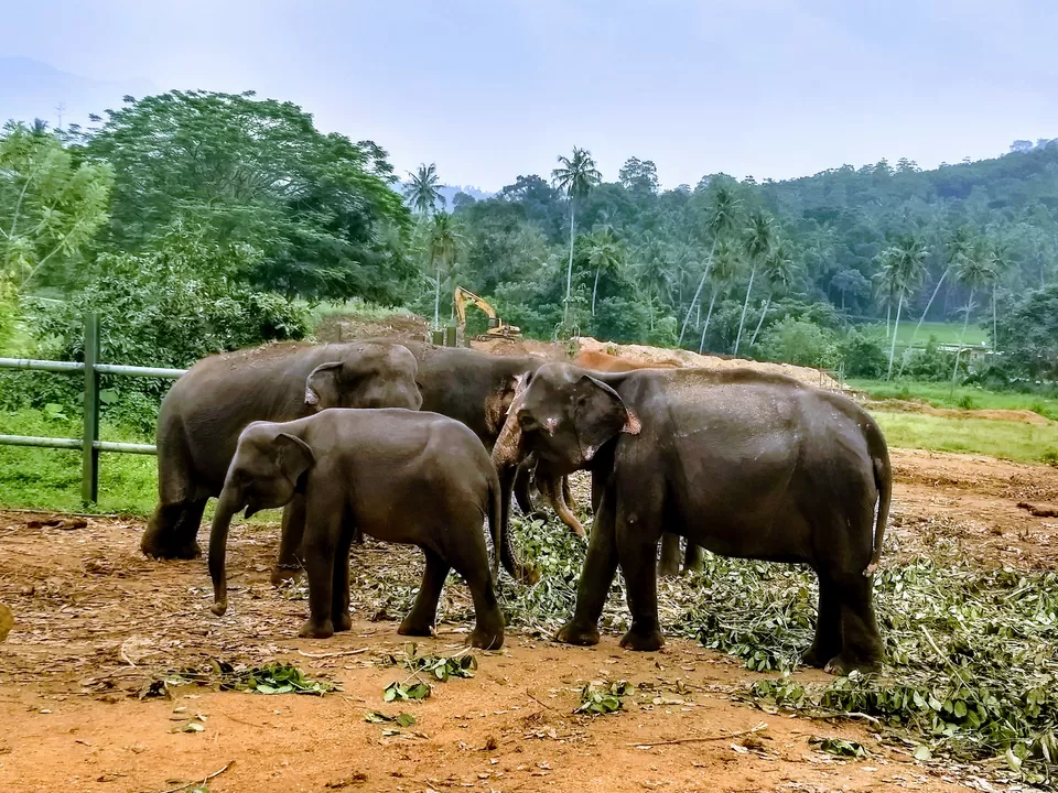 Photo of Pinnawala Elephant Orphanage Bus Stop, Kegalle-Rambukkana Rd, Rambukkana, Sri Lanka by Saheli Bera