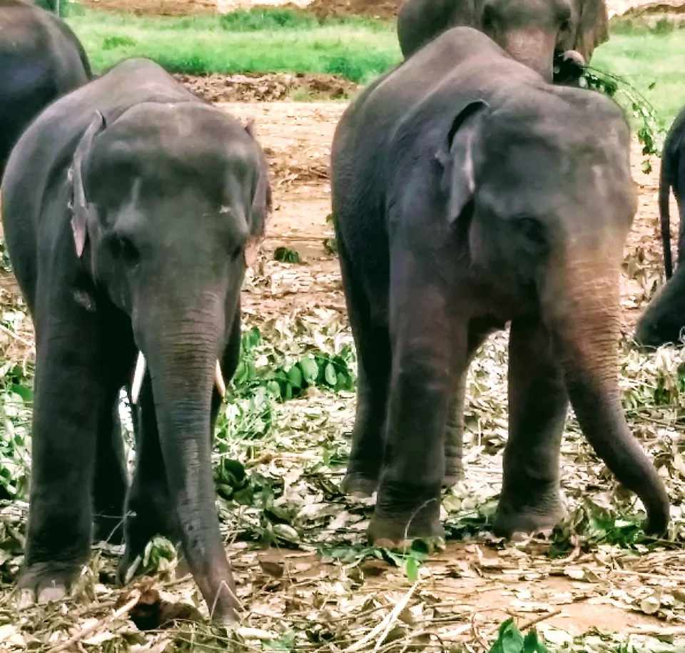 Photo of Sri Lanka: A Complete Travel Guide to Cherish This Treasure of Tropics by Saheli Bera