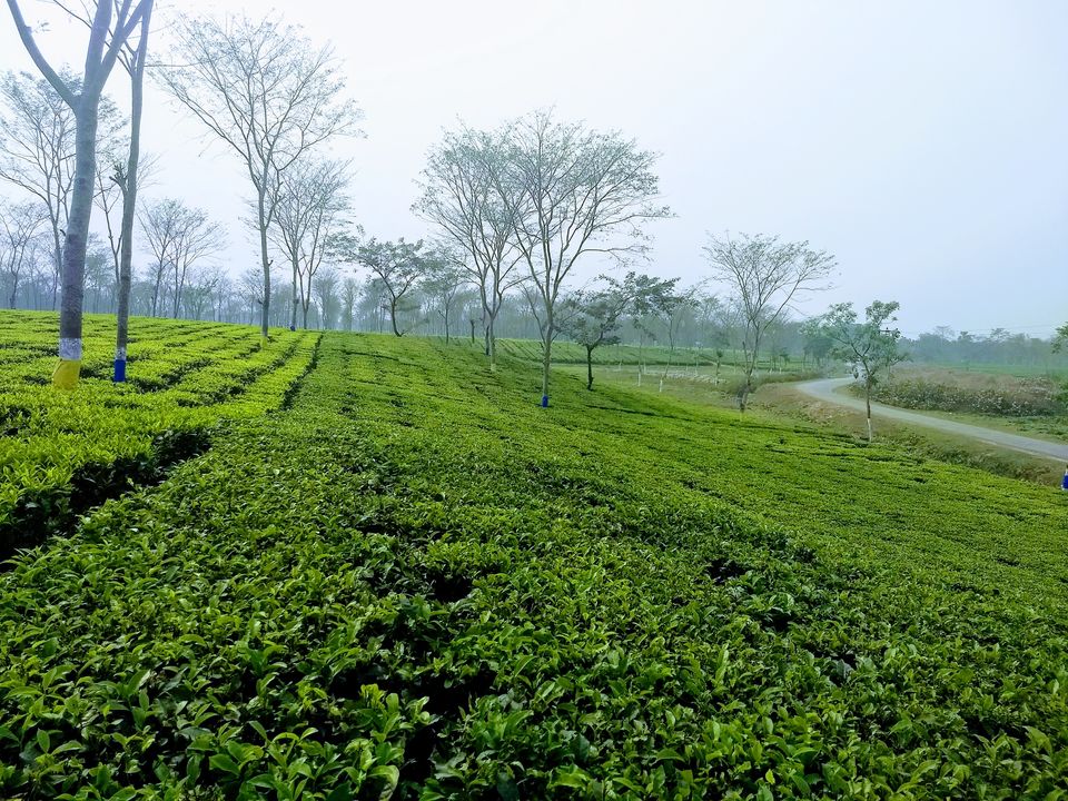 Photo of Soongachi Tea Estate More, Son Gachhi Tea Garden, West Bengal, India by Saheli Bera