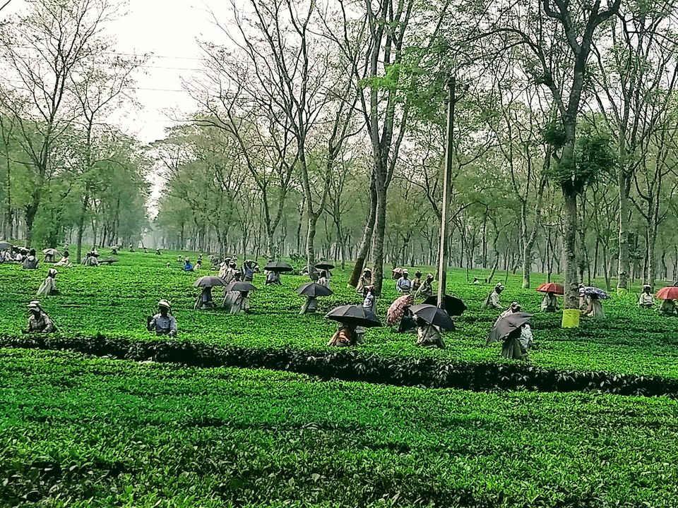 Photo of Soongachi Tea Estate More, Son Gachhi Tea Garden, West Bengal, India by Saheli Bera