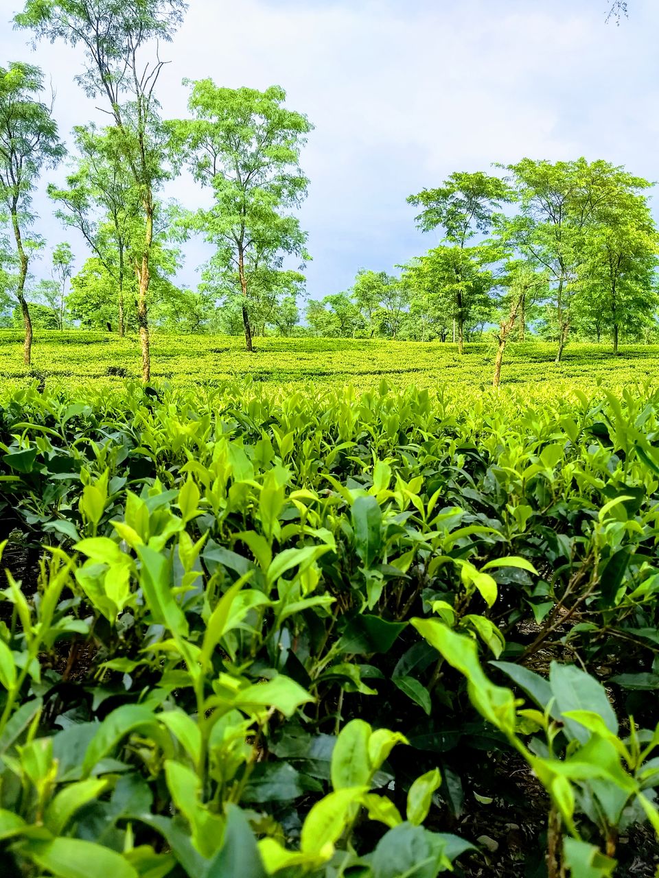 Photo of Explore The Secret, Picturesque Mountain Hamlets Nestled in Dooars Tea Gardens 2/2 by Saheli Bera