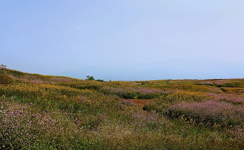 Photo of I Bet you Don't know About This Hidden Valley of Flower Just Few Hours Away from Mumbai 14/22 by Saheli Bera