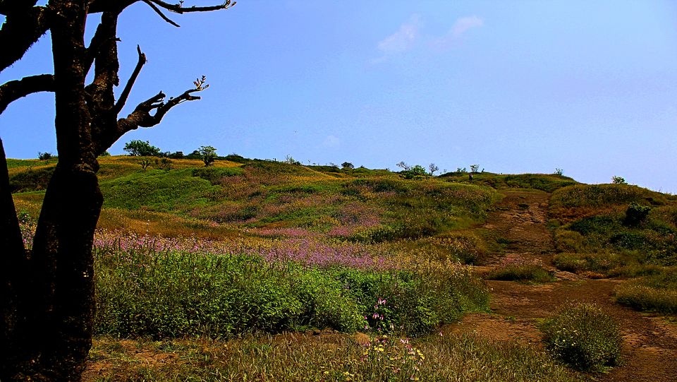 Photo of I Bet you Don't know About This Hidden Valley of Flower Just Few Hours Away from Mumbai 15/22 by Saheli Bera