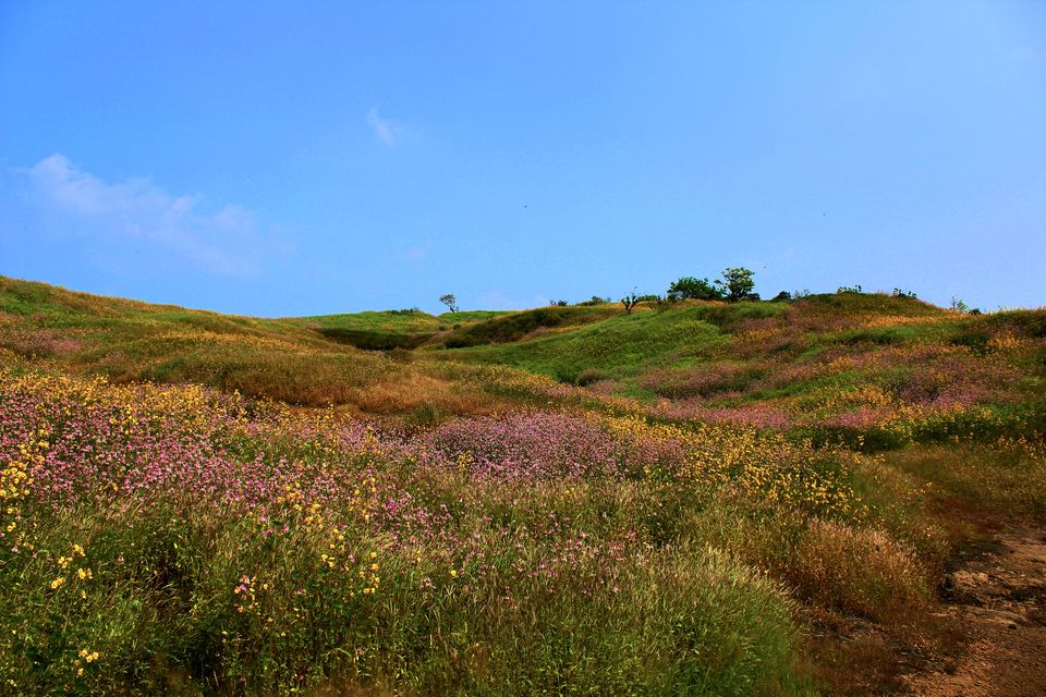 Photo of I Bet you Don't know About This Hidden Valley of Flower Just Few Hours Away from Mumbai 18/22 by Saheli Bera