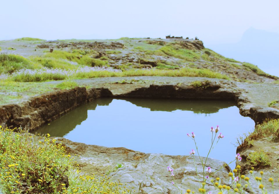 Photo of I Bet you Don't know About This Hidden Valley of Flower Just Few Hours Away from Mumbai 12/22 by Saheli Bera