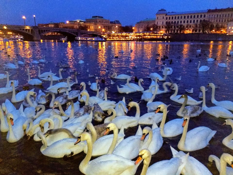 Photo of Vltava, Czechia by Saheli Bera