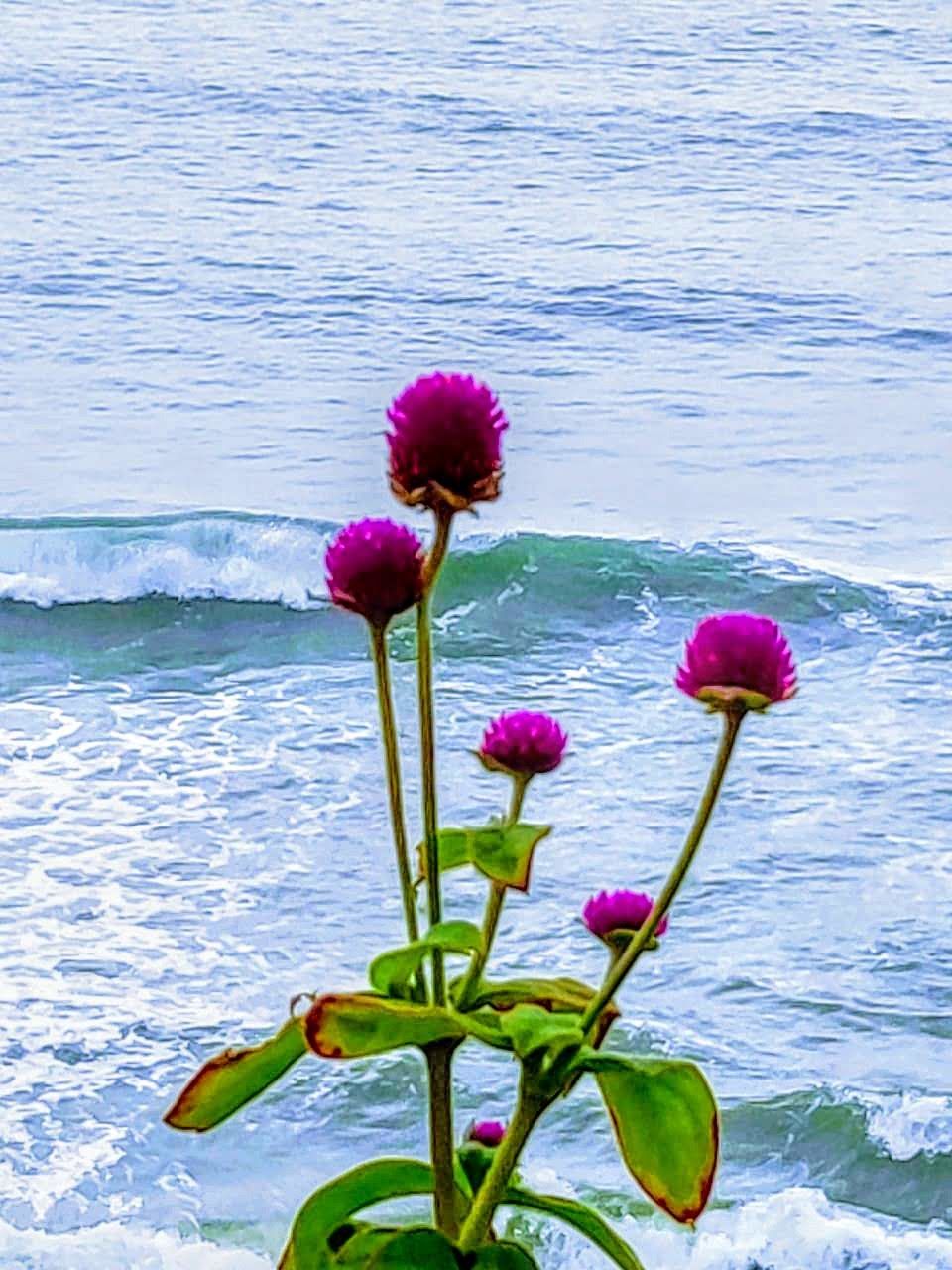 Photo of Papanasam Beach., Varkala Beach Road, Varkala, Kerala, India by Saheli Bera