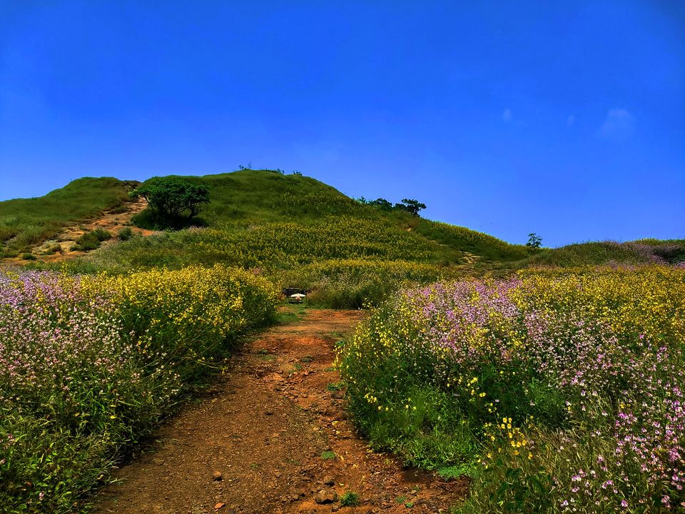 Photo of I Bet you Don't know About This Hidden Valley of Flower Just Few Hours Away from Mumbai by Saheli Bera