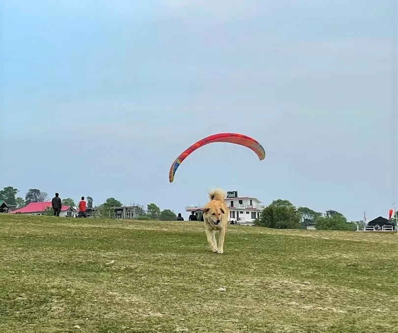 Photo of Paragliding Landing Site Bir Billing, Bir Colouny Rd, Suja, Himachal Pradesh, India by Divyangna (Nomadic_Missy)