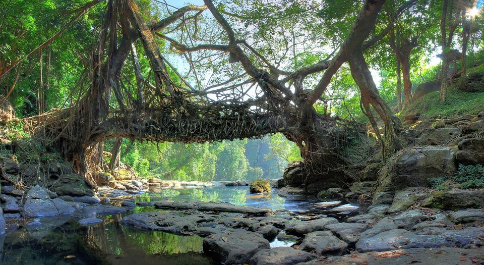 Living Root Bridges in Meghalaya - Tripoto