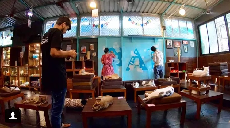 Photo of Cat Café Studio, Harminder Singh Road, Aram Nagar Part 1, Aram Nagar, Versova, Andheri West, Mumbai, Maharashtra, India by Saumya Sharma