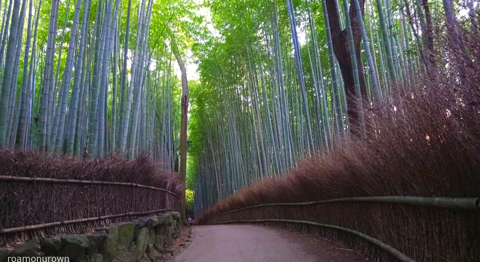 Photo of Arashiyama Bamboo Grove, Kyoto, Kyoto Prefecture, Japan by roamonurown