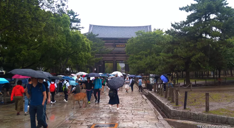 Photo of Nara Park, Nara, Nara Prefecture, Japan by roamonurown