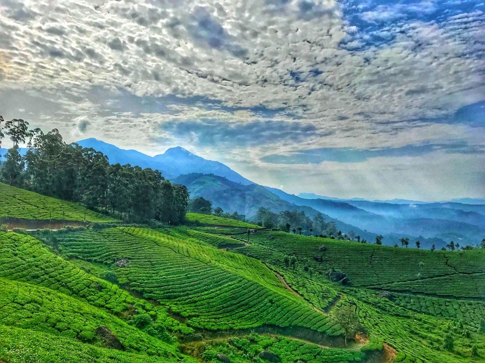 Photo of Munnar - Mountains and Mist 1/1 by Neha Kumari