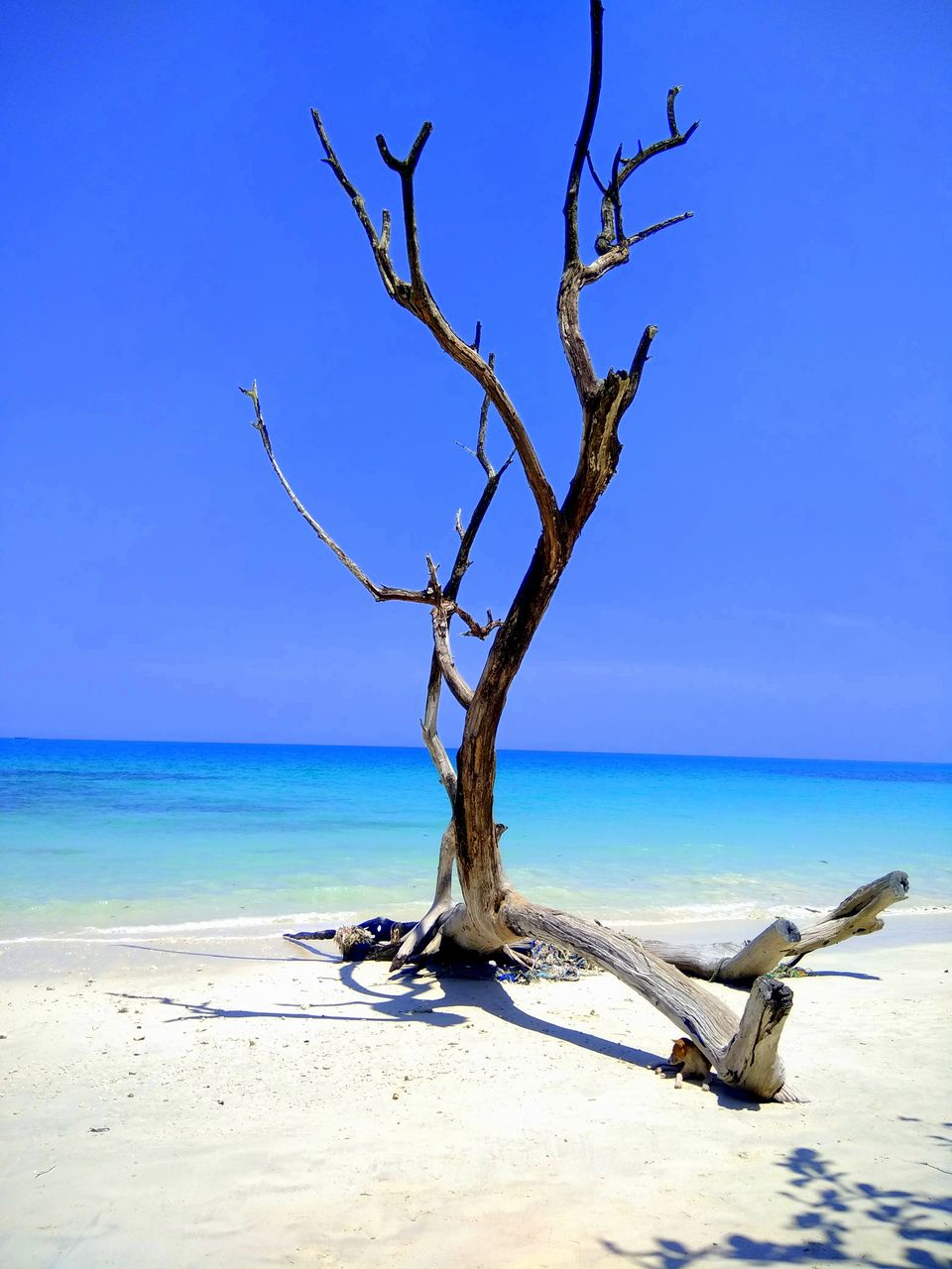 Photo of Andaman Trip in 40K INR by vaishali wasade